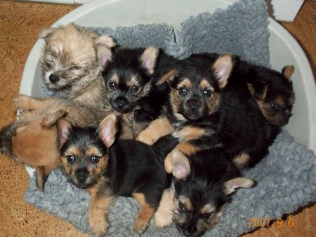 Norwich Terrier Ein Korb voller Welpen