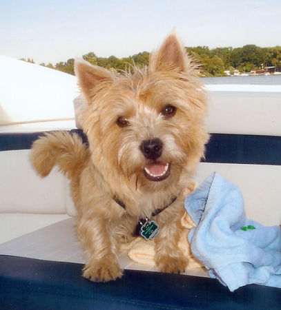 Norwich Terrier Jonny...auf diesem Schiff bin ich der Kapitän!