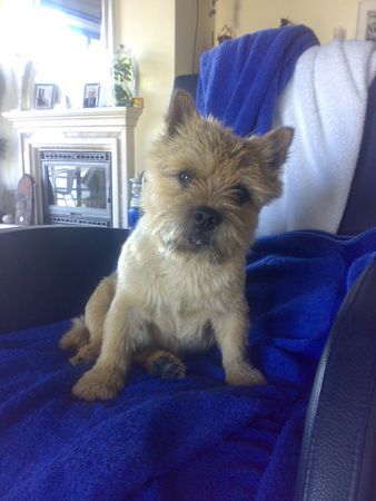 Norwich Terrier Hunde Foto 37925 Norwich Terrier Schönheit...