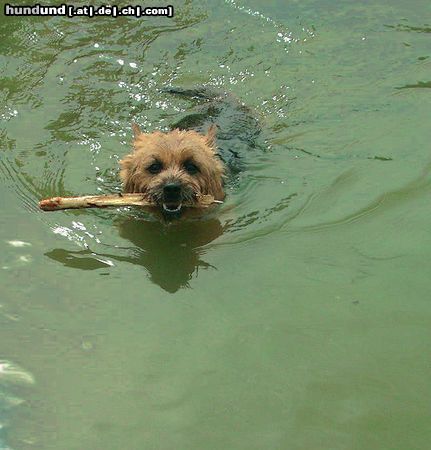 Norwich Terrier Hunde Foto 15329 in höherer Auflösung ansehen Norwich Terrier E.T.Moon-swimming norwich