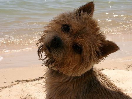 Norwich Terrier Schönheit!