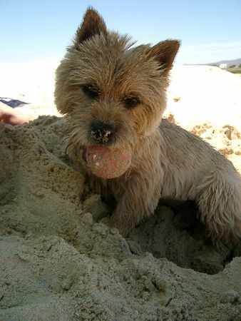 Norwich Terrier Max in der Sommerfrische!