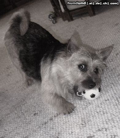 Norwich Terrier Hunde Foto 15328 Norwich Terrier E.T.Moon-Der Teufel