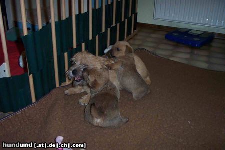 Norwich Terrier Hunde Foto 9763 Norwich Terrier Alle auf Buffy !!!