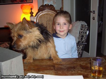 Norwich Terrier Hunde Foto 10120 Norwich Terrier Danny de Vito & Helena bei Fam. Schoiswohl in Bad Aussee/OÖ