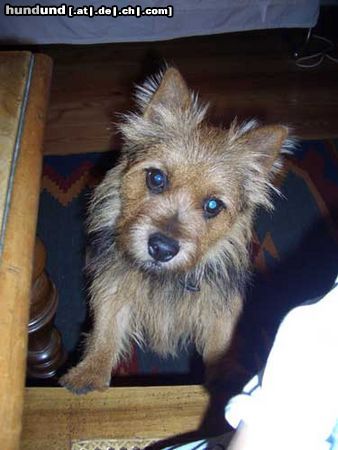 Norwich Terrier Hunde Foto 9679 Norwich Terrier Denny De Vito