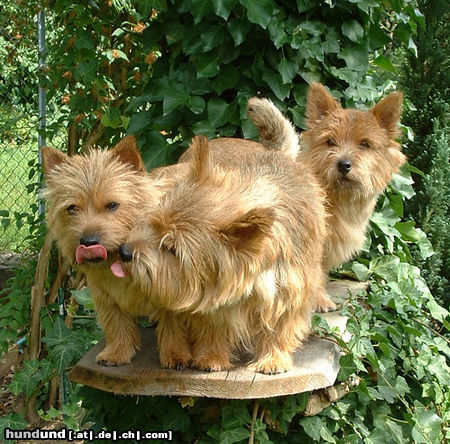Norwich Terrier Hunde Foto 26427 Norwich Terrier Wir lieben unseren Chef!