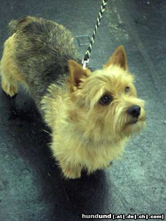 Norwich Terrier Hunde Foto 9678 Norwich Terrier Oh ! It´s Fee.