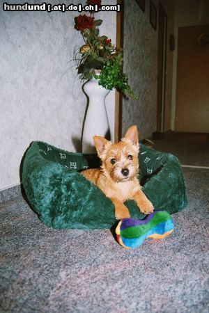 Norwich Terrier Hunde Foto 5310 Norwich Terrier Unsere Aischa von den Zwei Eichen 16 Wochen alt