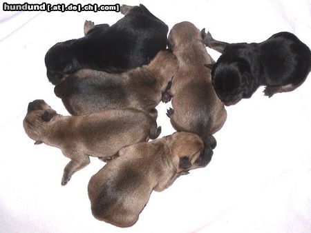 Norwich Terrier Hunde Foto 7098 Norwich Terrier Der Six-Pack von DOMENIKUS