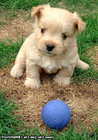 Norwich Terrier Hunde Foto 10122 Norwich Terrier Paige vom Hoffmannseck - einfach super süß!