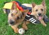 Norwich Terrier Foto: EM-Fieber! Anpfiff für Hilde & Curd...Österreich/Schweiz wir kommen!!! (ID 42070) Norwich Terrier Hund