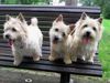 Norwich Terrier Hund