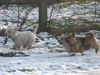 Norwich Terrier Foto: Westie-wir werden Dich kriegen! (ID 29032) Norwich Terrier Hund