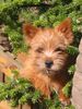 Norwich Terrier Foto: Cassandra Star of the Wild Witches (ID 39771) Norwich Terrier Hund