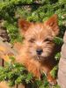 Norwich Terrier Hund