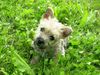 Norwich Terrier Foto: Abraxas Apollinaris, 8 Wochen alt (ID 23921) Norwich Terrier Hund