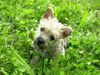 Norwich Terrier Hund