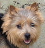Norwich Terrier Foto: Habitat's Bewitched Belle (ID 39772) Norwich Terrier Hund