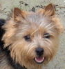 Norwich Terrier Hund