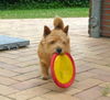 Norwich Terrier Hund