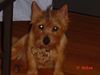 Norwich Terrier Hund