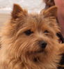 Norwich Terrier Hund