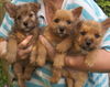 Norwich Terrier Hund