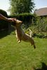 Norwich Terrier Hund