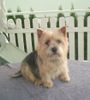 Norwich Terrier Hund