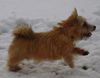 Norwich Terrier Foto (ID 2887) Norwich Terrier Hund