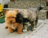 Norwich Terrier Foto: Rüde und Hündin (ID 34061) Norwich Terrier Hund