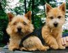 Norwich Terrier Foto: Rüde und Hündin (ID 34060) Norwich Terrier Hund