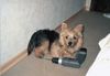 Norwich Terrier Foto: Ich möchte auch mal bohren (ID 6130) Norwich Terrier Hund