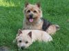 Norwich Terrier Foto: ABRAXAS Norwich Terrier:Mutter & Kind (ID 26213) Norwich Terrier Hund
