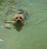 Norwich Terrier Foto: E.T.Moon-swimming norwich (ID 15329) Norwich Terrier Hund