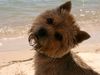 Norwich Terrier Foto: Schönheit! (ID 39139) Norwich Terrier Hund