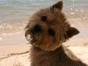 Norwich Terrier Hund