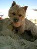 Norwich Terrier Foto: Max in der Sommerfrische! (ID 39138) Norwich Terrier Hund