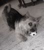 Norwich Terrier Foto: E.T.Moon-Der Teufel (ID 15328) Norwich Terrier Hund