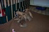 Norwich Terrier Foto: Alle auf Buffy !!! (ID 9763) Norwich Terrier Hund