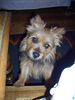 Norwich Terrier Foto: Denny De Vito (ID 9679) Norwich Terrier Hund