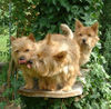 Norwich Terrier Foto: Wir lieben unseren Chef! (ID 26427) Norwich Terrier Hund