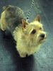 Norwich Terrier Hund