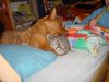 Norwich Terrier Foto: Katzen habe ich zum Fressen gern (ID 23533) Norwich Terrier Hund