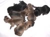 Norwich Terrier Foto: Der Six-Pack von DOMENIKUS (ID 7098) Norwich Terrier Hund
