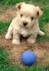 Norwich Terrier Hund