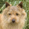 Norwich Terrier