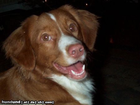 Nova Scotia Duck Tolling Retriever Hunde Foto 7508 Nova Scotia Duck Tolling Retriever Copper and Brass's Zaratustra (Sockx). WWW.DUCK-TOLLER.COM - WWW.THE-DREAMWORKER.COM