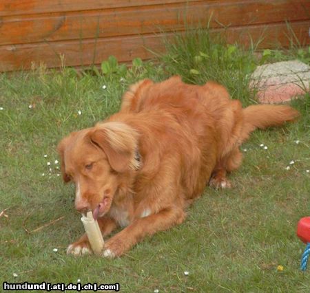 Nova Scotia Duck Tolling Retriever Hunde Foto 11247 Nova Scotia Duck Tolling Retriever Balou